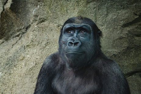 Mascarillas y distanciamiento: la fórmula que salvó a los chimpancés de un virus mortal