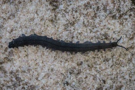 Encuentran un 'fósil viviente', este animal estaba extinto, hasta que levantaron una roca por casualidad