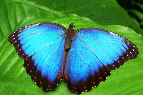 Tiene 236 millones de años, y gracias a él hemos descubierto a la mariposa más antigua de la historia Tiene 236 millones de años, y gracias a él hemos descubierto a la mariposa más antigua de la historia