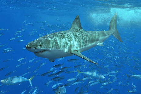Ni ballenas ni delfines, este es el animal al que los tiburones tienen verdadero terror
