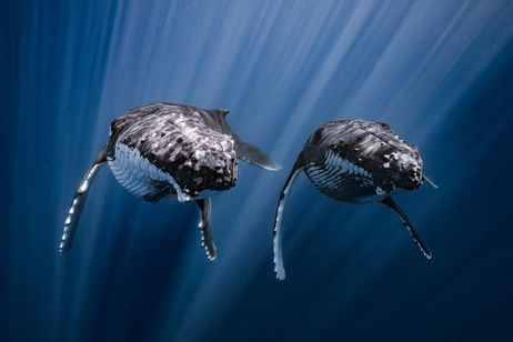 Estas 16 fotografías han competido por el premio a la mejor foto oceánica del año y son impresionantes