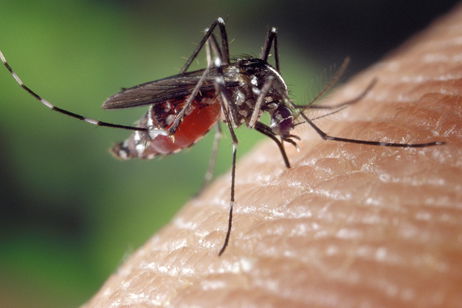 En Hong Kong han descubierto que matar mosquitos con robots es más eficaz que hacerlo a cañonazos