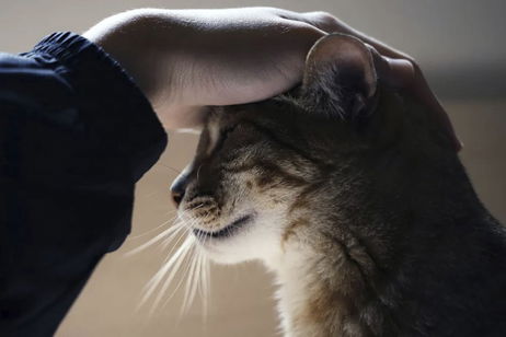 Más que ronroneos: el secreto para crear un vínculo profundo con tu gato, según un estudio científico