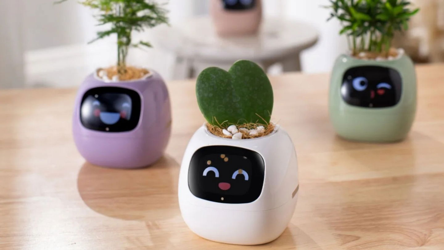 Tuya Ivy plantas