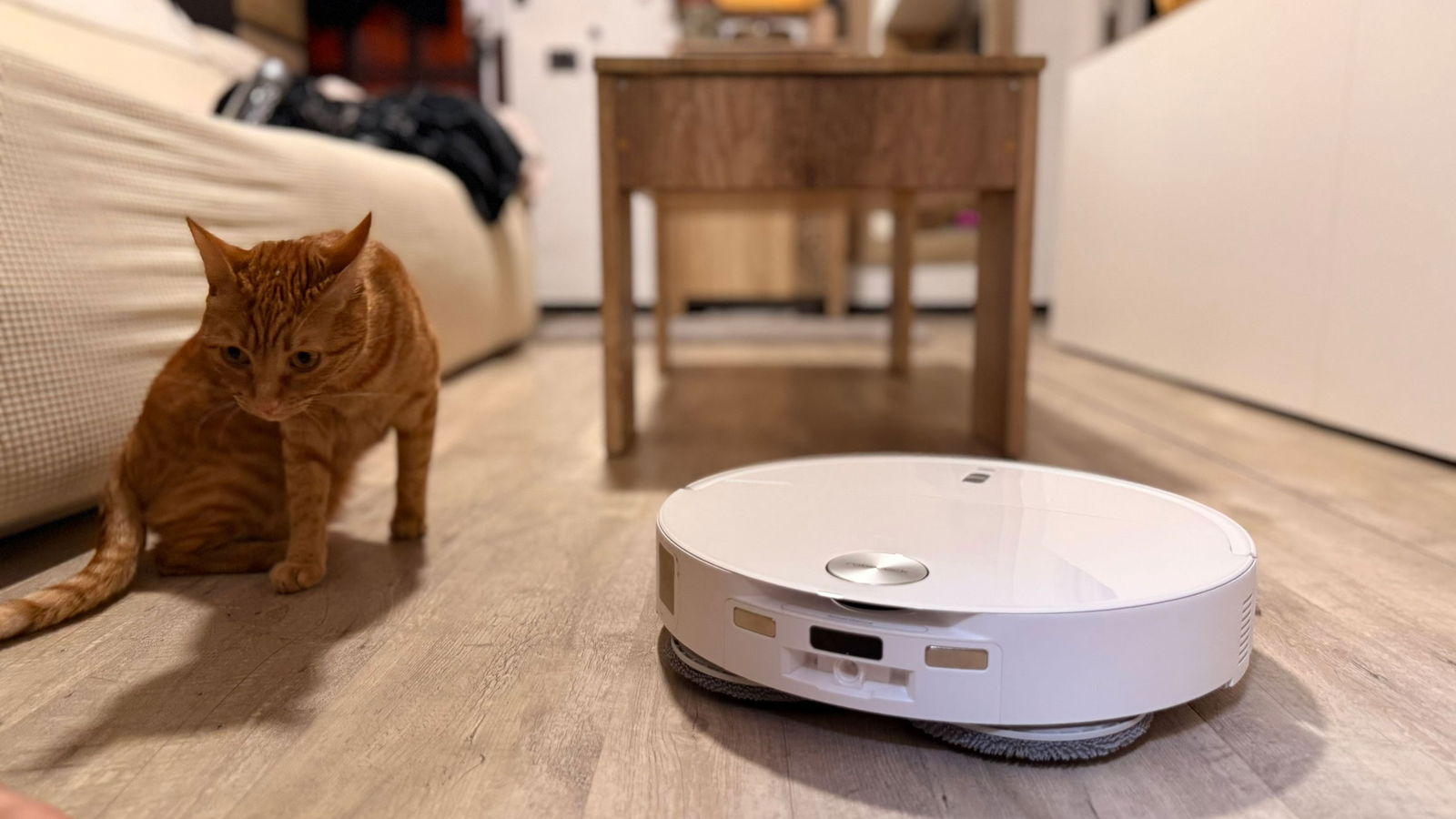 Gatito al lado de robot de limpieza