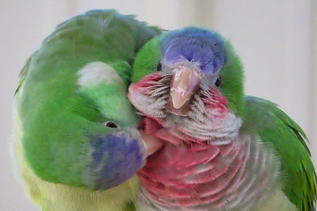 Las cotorras no eligen amigos al azar: un estudio revela que "tantean el terreno" con una táctica casi humana Las cotorras no eligen amigos al azar: un estudio revela que "tantean el terreno" con una táctica casi humana