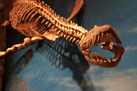 Científicos descubren al 'superdepredador' marino que devoraba orcas y competía con el megalodón