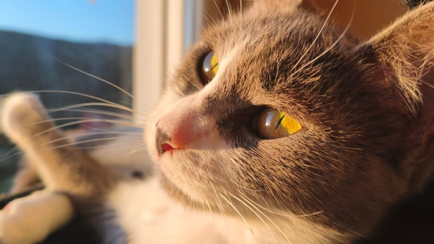 Revolución en relación calidad-precio en la gama media premium: el móvil Xiaomi del que todo el mundo habla está con 290 euros de descuento