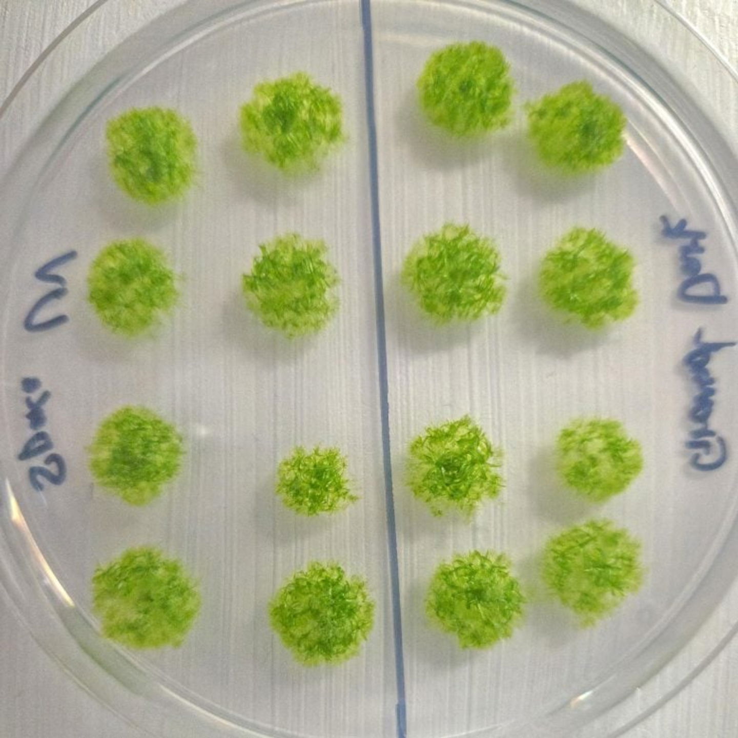 Las esporas, germinadas ya en la tierra. Cred: Dr. Chang-hyun Maeng y Maika Kobayashi,