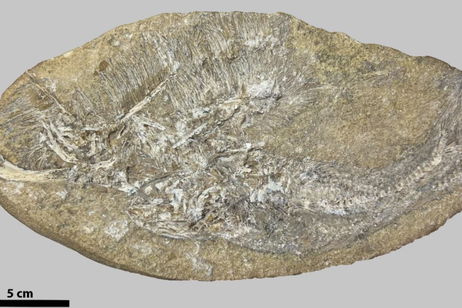 Una indigestión prehistórica facilita la identificación de una especie extinta completamente desconocida hasta la fecha