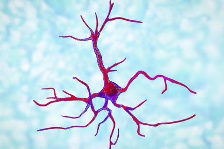 Estamos a punto de resolver uno de los mayores misterios de la biología: crean un "cerebro artificial" que les permite observar a la célula más misteriosa y abundante de nuestro cuerpo