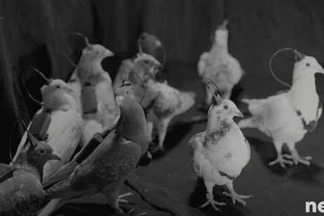 Parece ciencia ficción, pero es real: crean palomas cyborg controladas a distancia mediante implantes cerebrales Parece ciencia ficción, pero es real: crean palomas cyborg controladas a distancia mediante implantes cerebrales