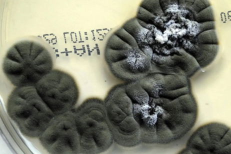 Se convirtió en un yermo nuclear en los años 80, pero ahora la vida se abre camino de las maneras más impresionantes en él Se convirtió en un yermo nuclear en los años 80, pero ahora la vida se abre camino de las maneras más impresionantes en él