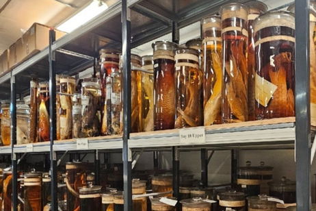 Han estado disparando láseres contra los valiosísimos especímenes de Charles Darwin, y ahora ya sabemos por qué Han estado disparando láseres contra los valiosísimos especímenes de Charles Darwin, y ahora ya sabemos por qué