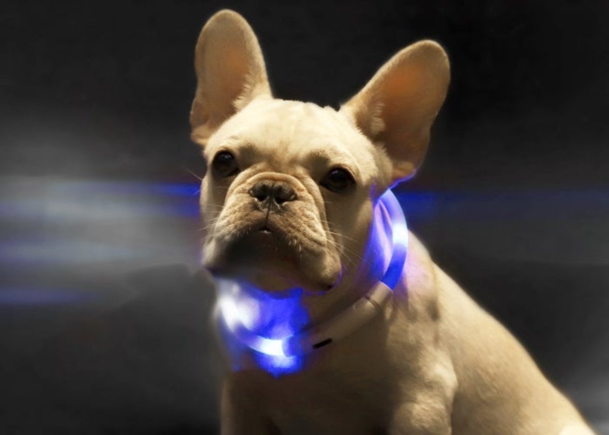 Xiaomi pone a la venta un collar con luces LED para que no pierdas de vista a tu perro